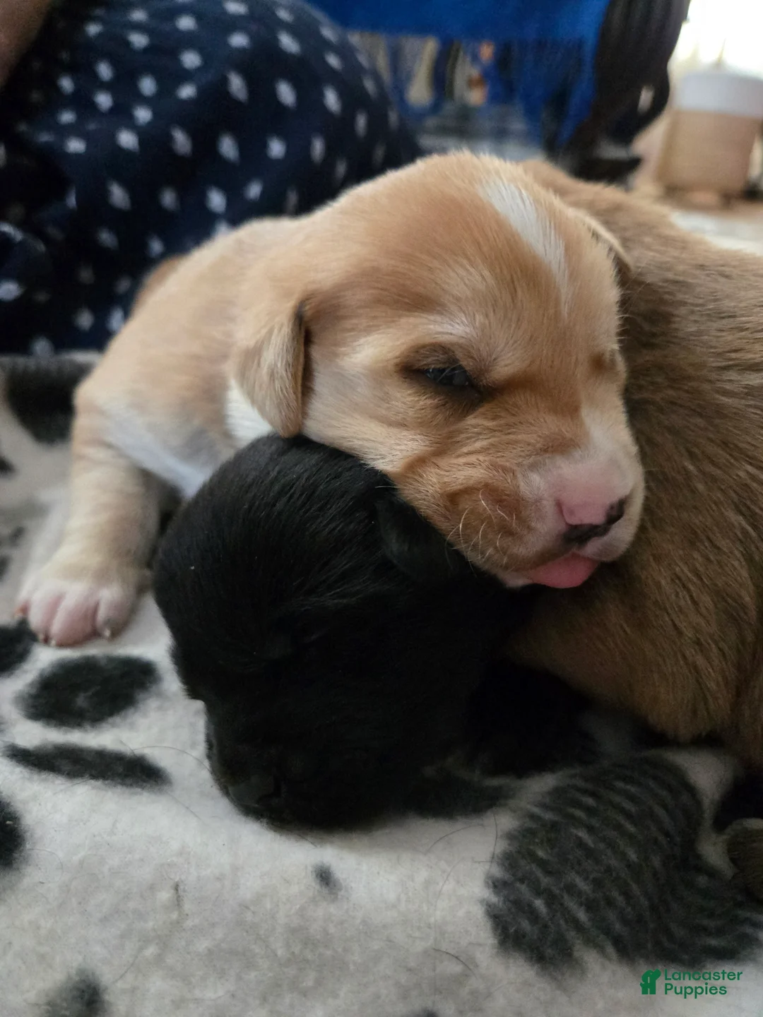 Mixed Breed dogs for sale: Romeo - Ad 5