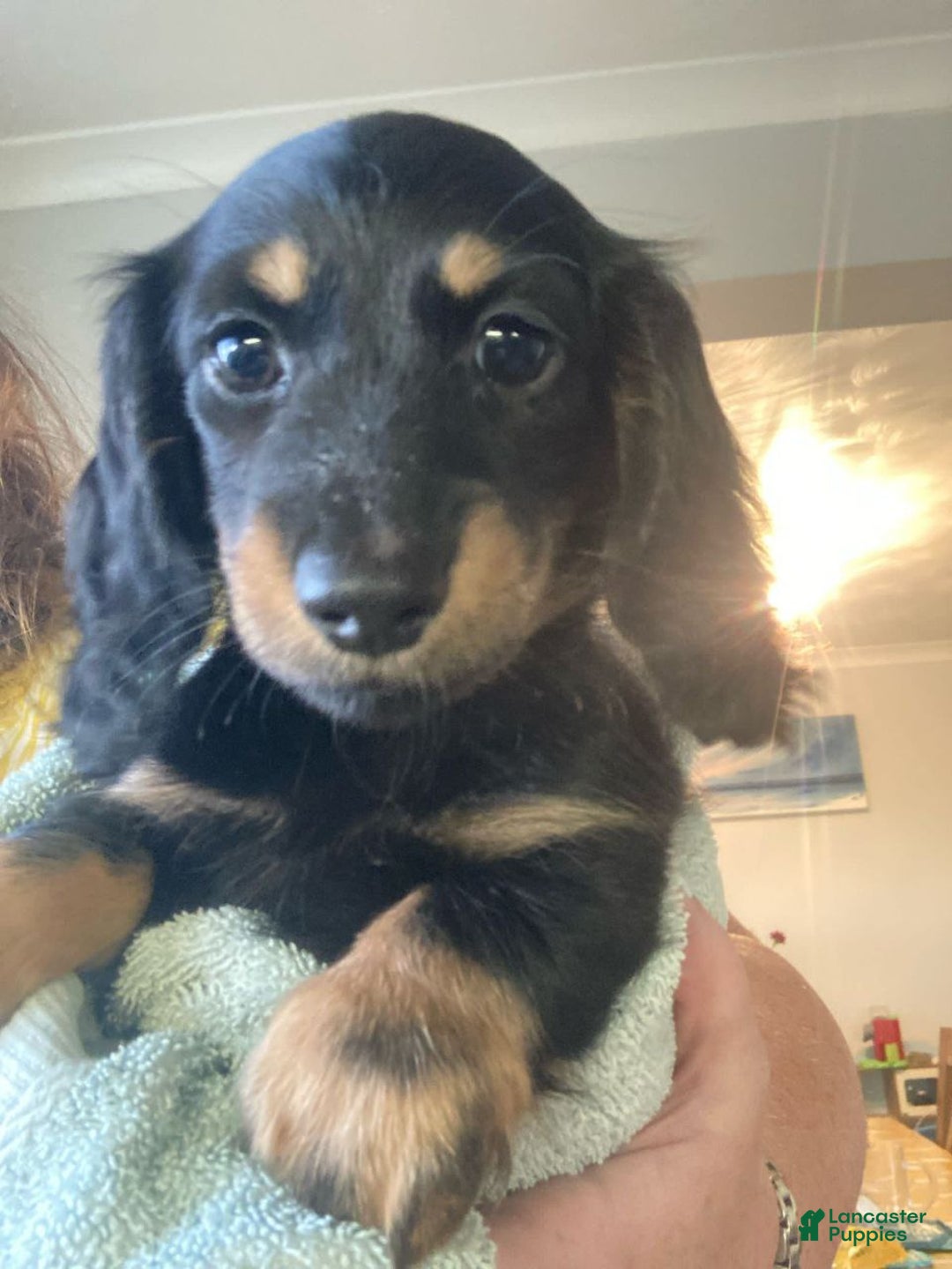 Miniature Dachshund dogs for sale: Miniature Dachshund Puppy 4 - Ad 1