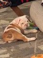 English Bulldog Puppy 8