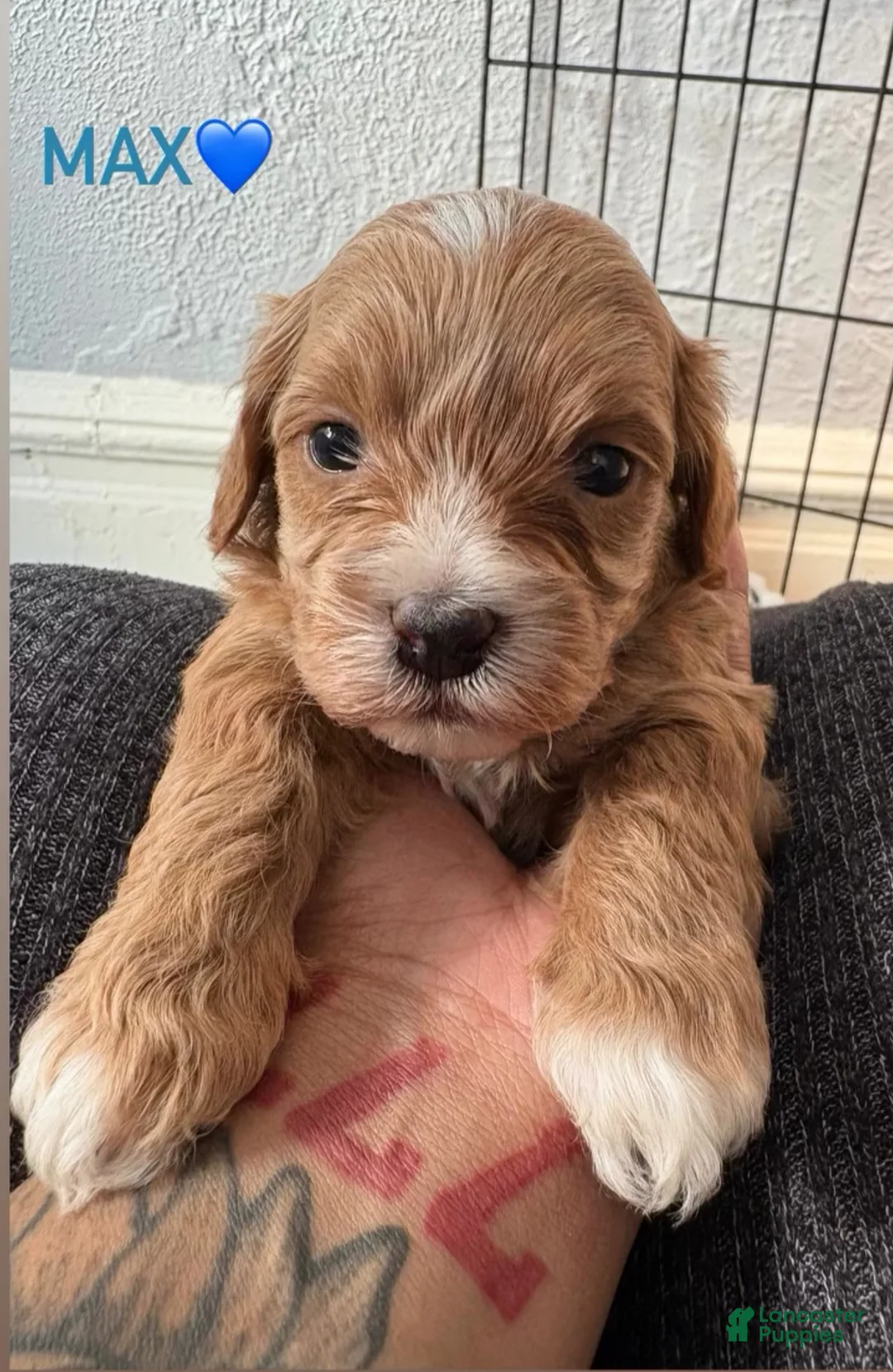 Shihpoo dogs for sale: Max - Ad 1