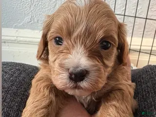 Shihpoo dogs for sale: Max - Ad 3