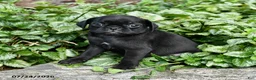 Pug dogs for sale: Dora - Ad 3