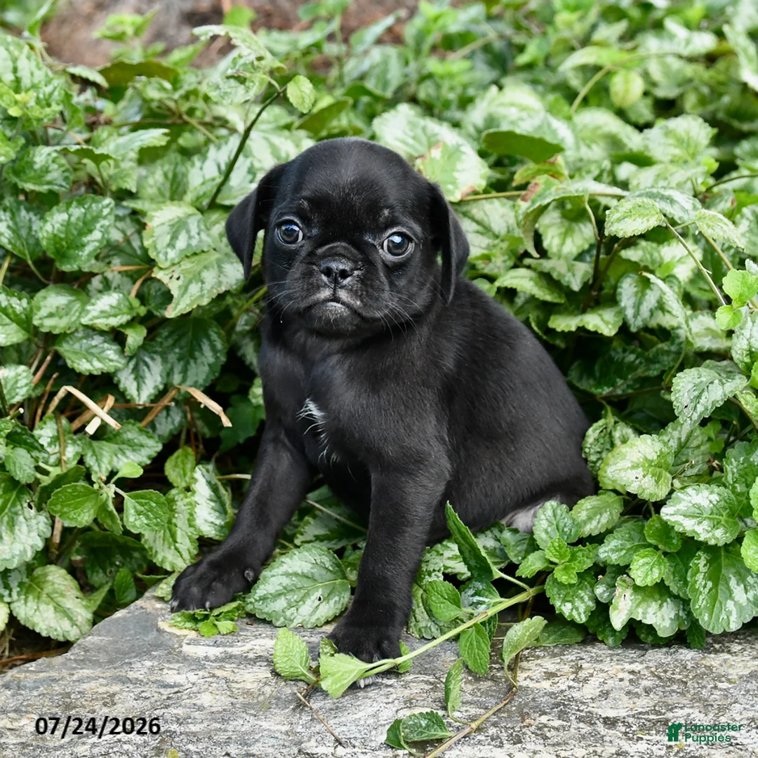 Pug dogs for sale: Dora - Ad 3