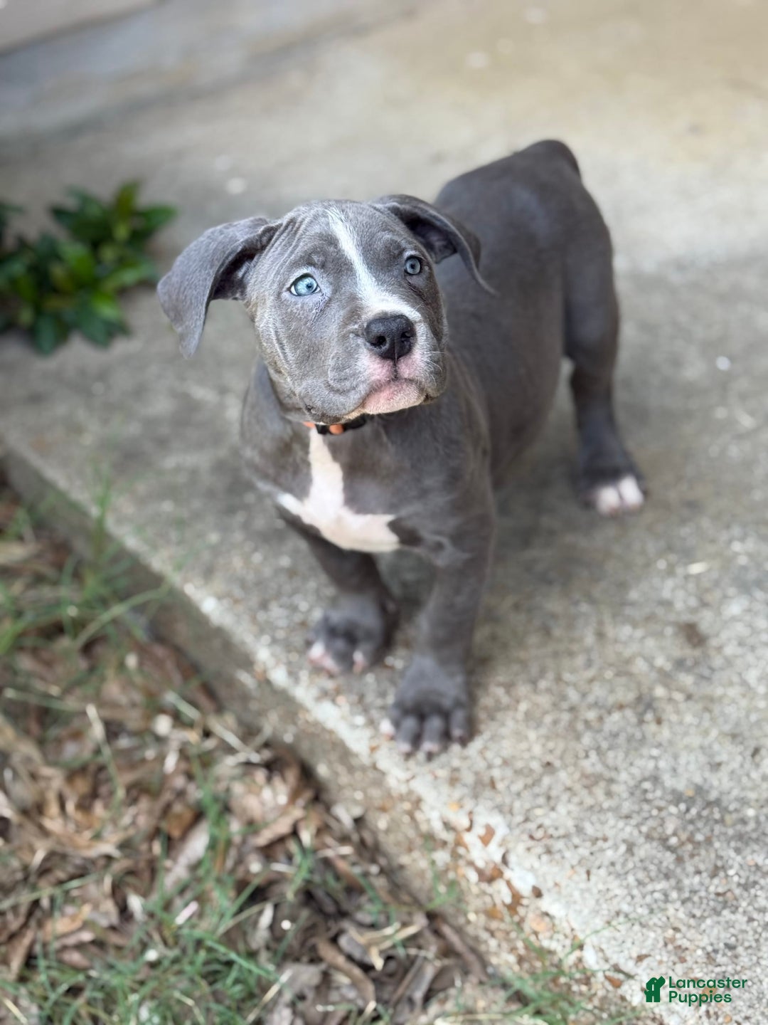 American Bully dogs for sale: Ivy - Ad 19