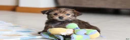 Morkie dogs for sale: Samantha - Ad 8