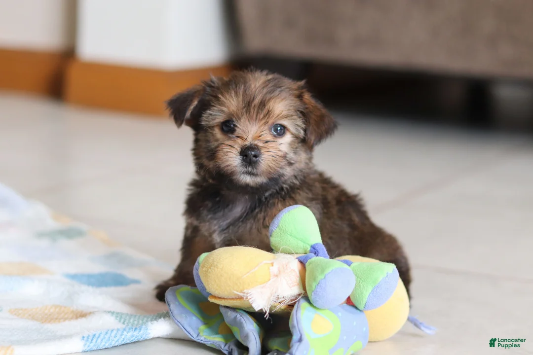 Morkie dogs for sale: Samantha - Ad 8