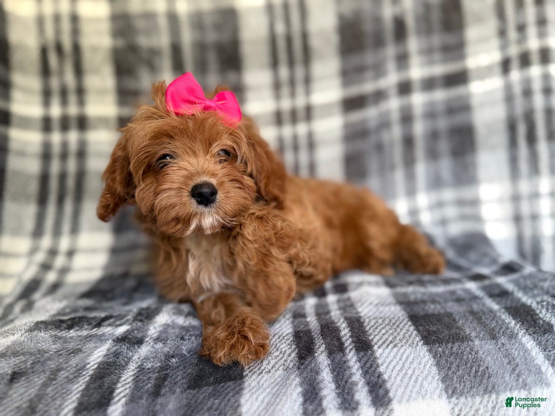 Cavapoo dogs for sale: Raven - Ad 2