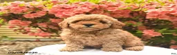 Cavapoo dogs for sale: Bella    - Ad 2