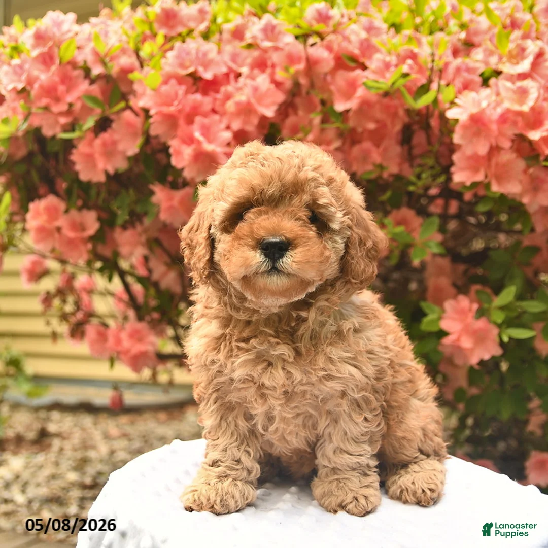 Cavapoo dogs for sale: Bella    - Ad 2