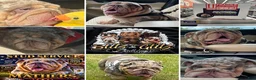 English Bulldog dogs for stud: Blitz&Glitz Stud Service  - Ad 4