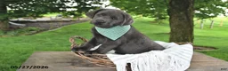 Labrador Retriever dogs for sale: Gunnar - Ad 1