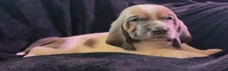 Basset Hound dogs for sale: 💙 READY NOW blue collar - Ad 9