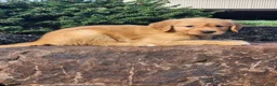 Golden Retriever dogs for sale: Chloe - Ad 5