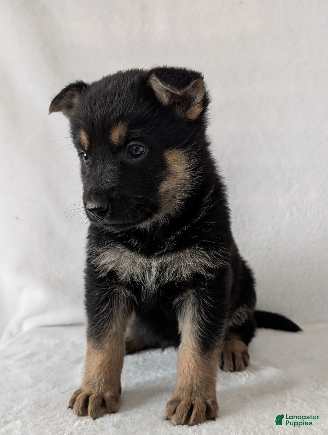 German Shepherd dogs for sale: Lucy - Ad 5