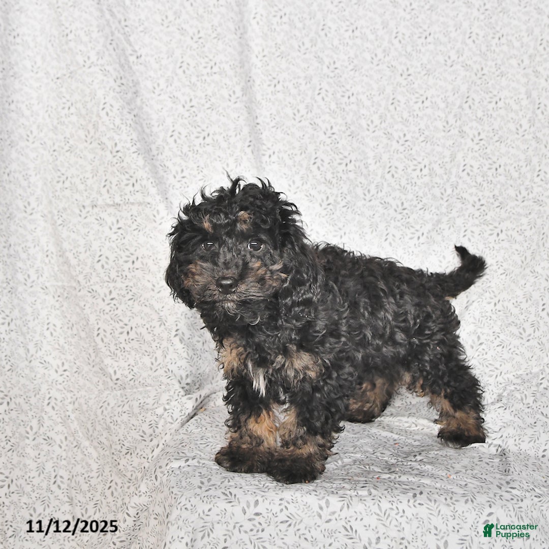 Cavapoo dogs for sale: Buster - Ad 5
