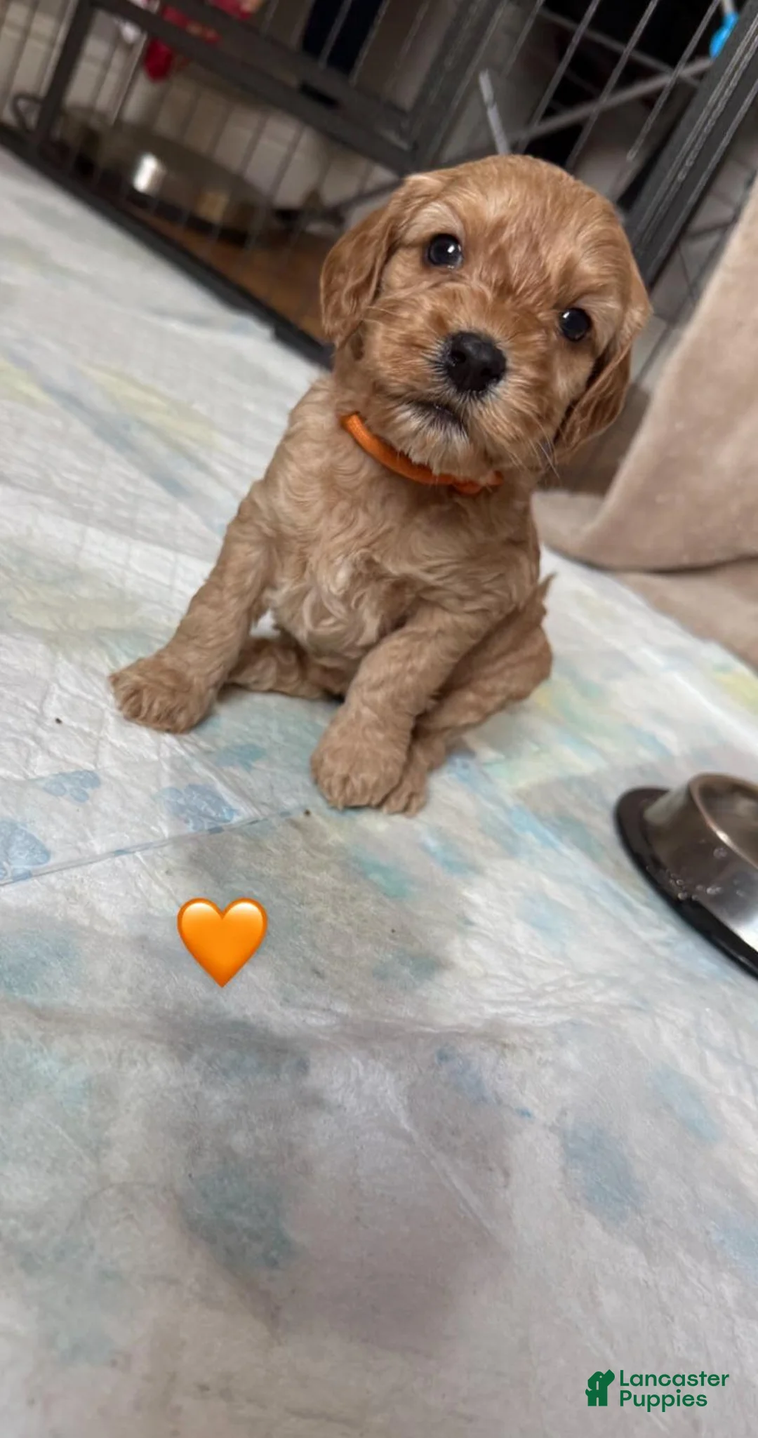 Cavapoo dogs for sale: Britney  - Ad 14