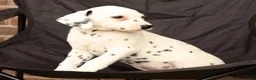Dalmatian dogs for sale: Cindy - Ad 7