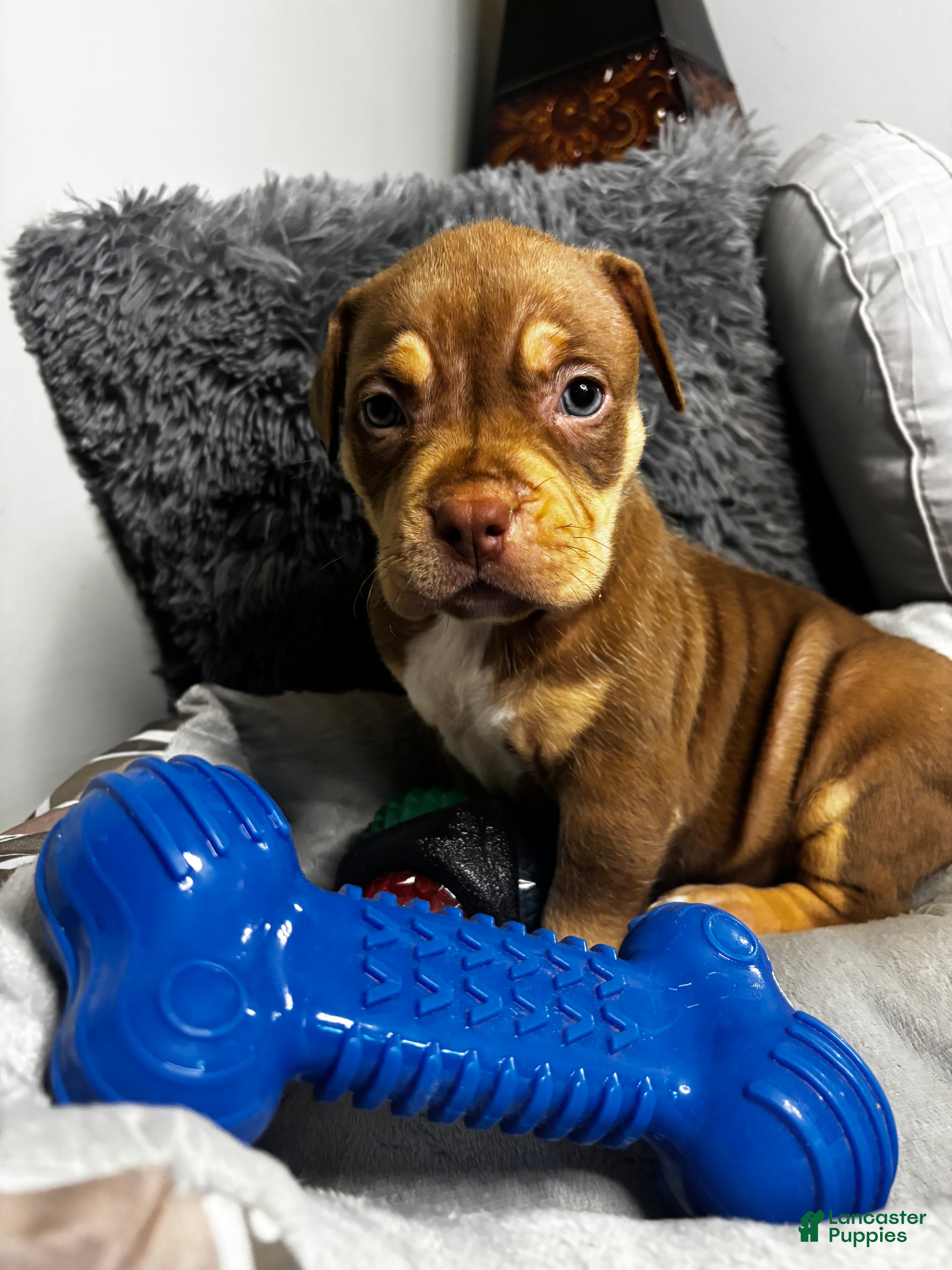 American Bully dogs for sale: Female 1 – Mocha (Chocolate Tri) - Ad 2