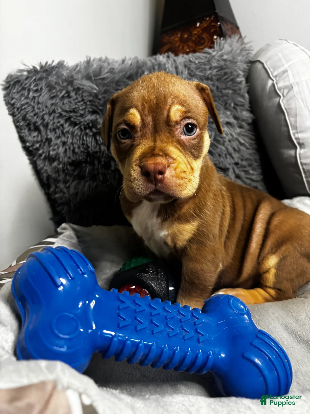 American Bully dogs for sale: Female 1 – Mocha (Chocolate Tri) - Ad 1