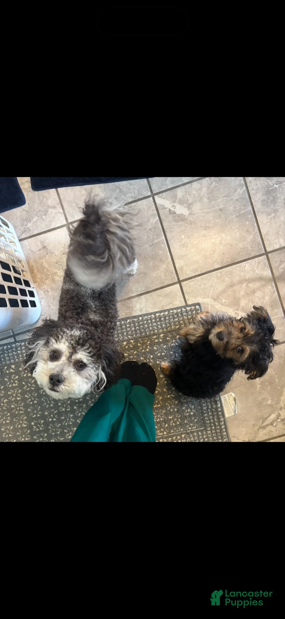 Yorkiepoo dogs for sale: Teddy - Ad 3