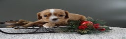 Cavalier King Charles Spaniel dogs for sale: Reese - Ad 1
