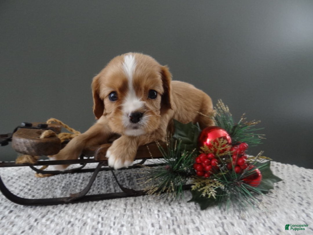 Cavalier King Charles Spaniel dogs for sale: Reese - Ad 1