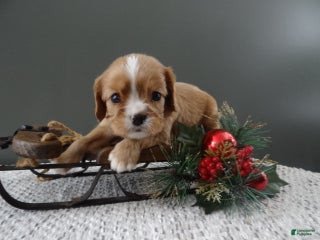 Cavalier King Charles Spaniel dogs Reese - Ad 34