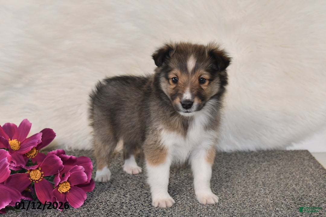 Shetland Sheepdog dogs for sale: Dale - Ad 5