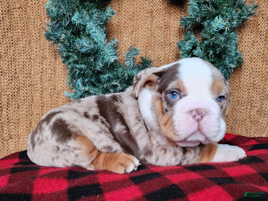English Bulldog dogs for sale: Frisco - Ad 13