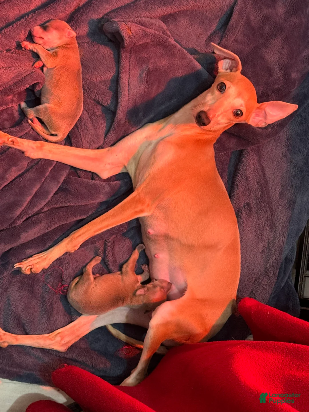 Italian Greyhound dogs for sale: Italian Greyhound Puppy 1 - Ad 6