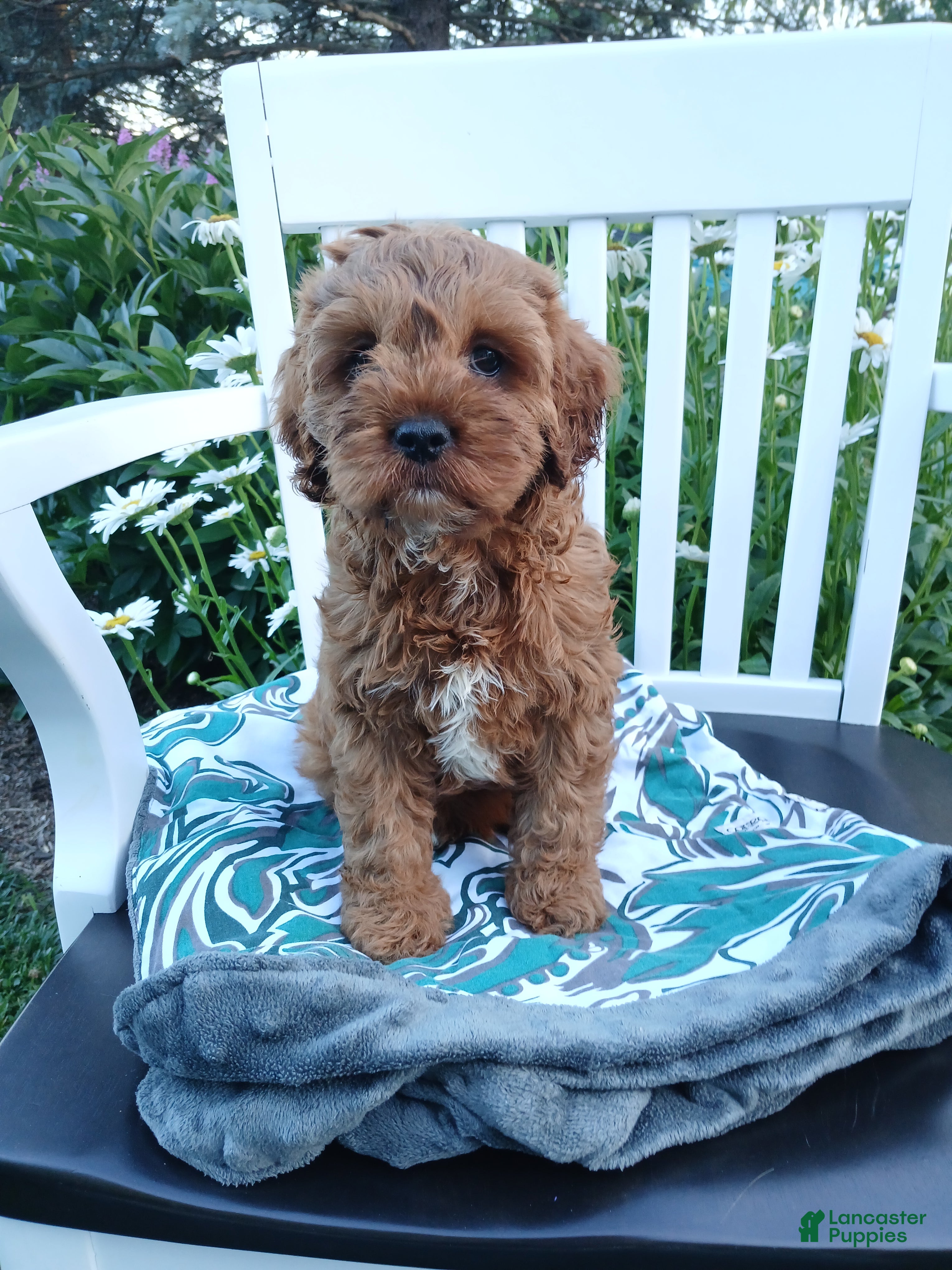 Cavapoo dogs Jerry - Ad 1