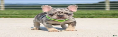 Winston