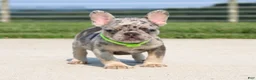 French Bulldog dogs for sale: Winston - Ad 1