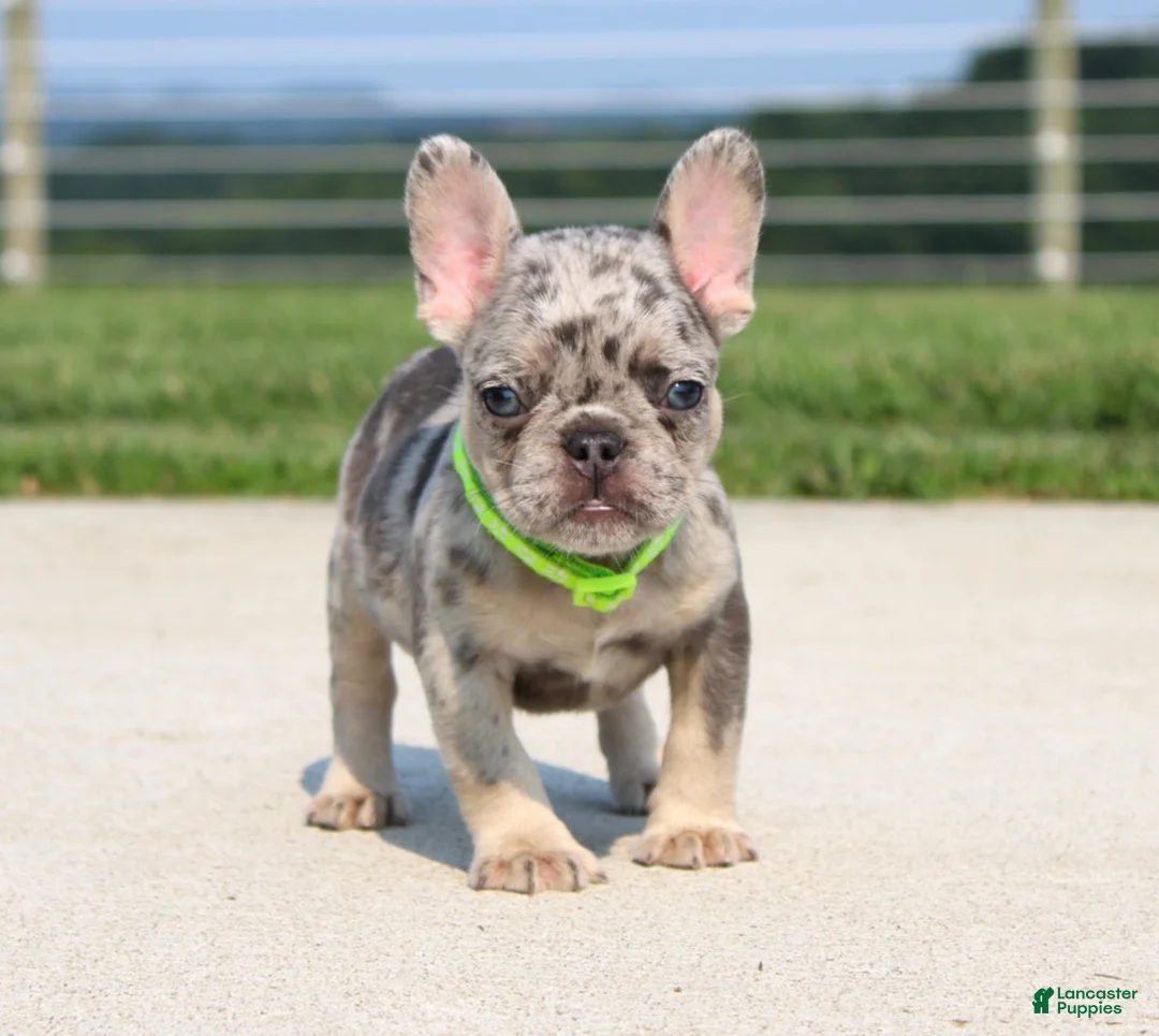 French Bulldog dogs for sale: Winston - Ad 1