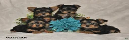 Yorkshire Terrier dogs for sale: Brielle - Ad 3