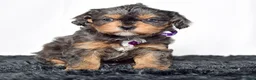 Cavapoo dogs for sale: Mr. Dasher - Ad 8