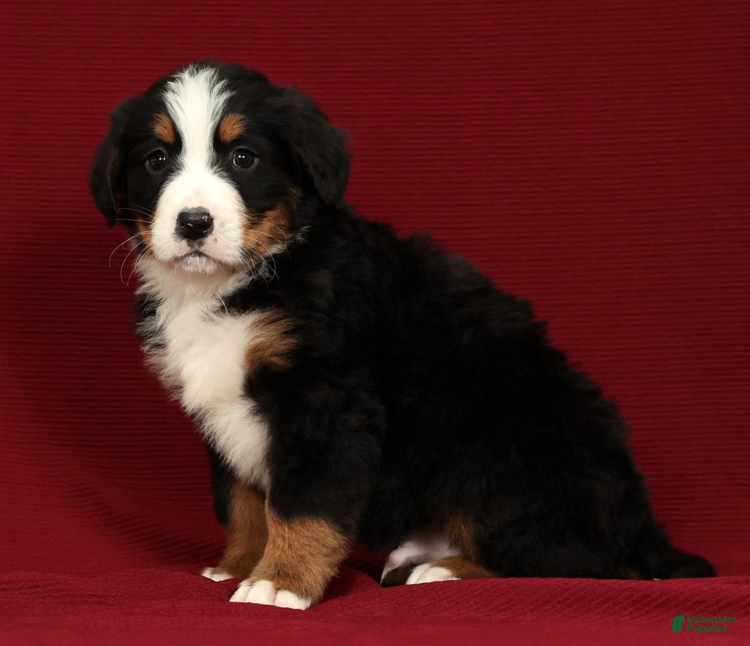 Bernese Mountain Dog dogs for sale: Buddy - Ad 8