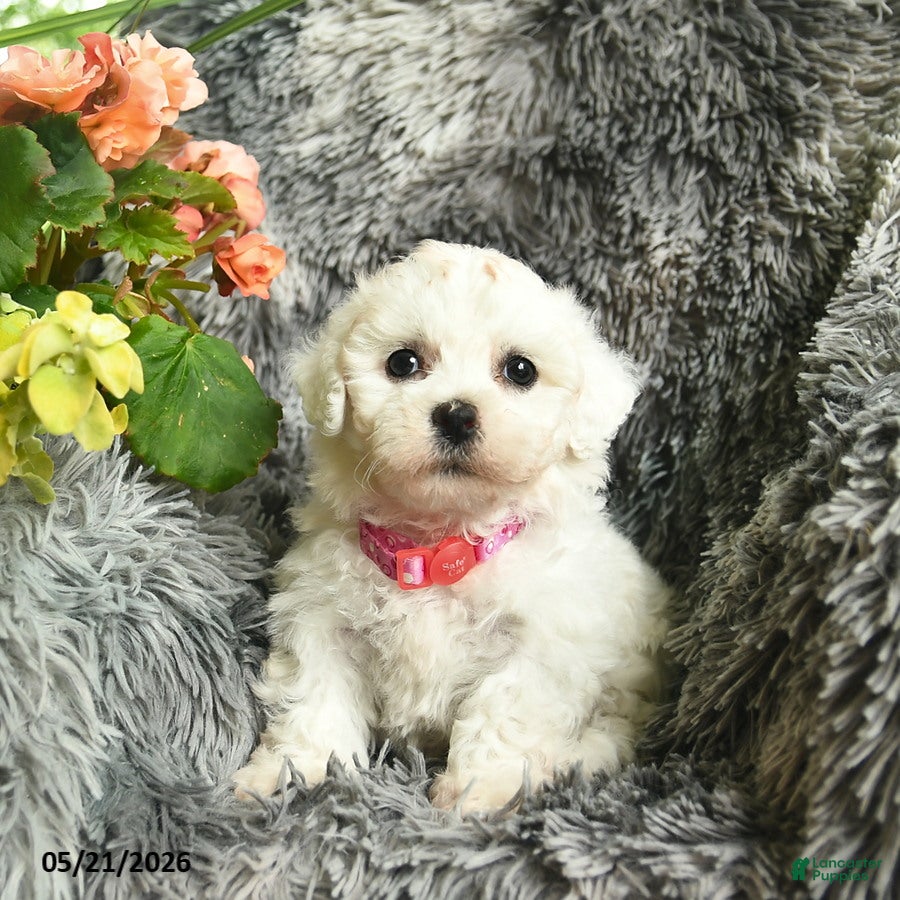 Bichon Frise dogs for sale: Carla  - Ad 1