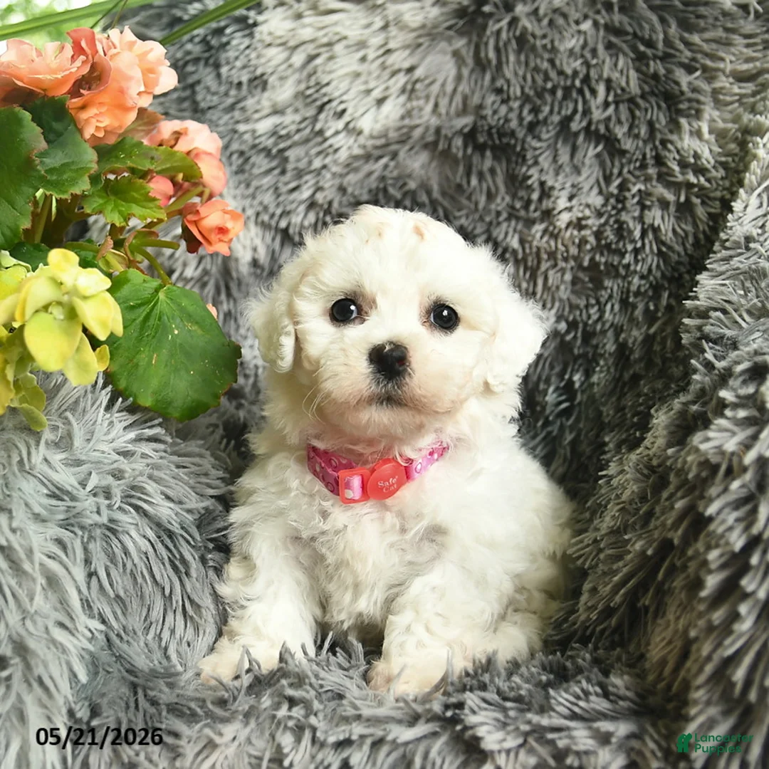 Bichon Frise dogs for sale: Carla  - Ad 1