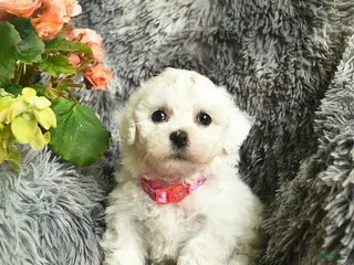 Bichon Frise dogs for sale: Carla - Ad 1