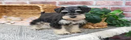 Miniature Schnauzer dogs for sale: Gus - Ad 3