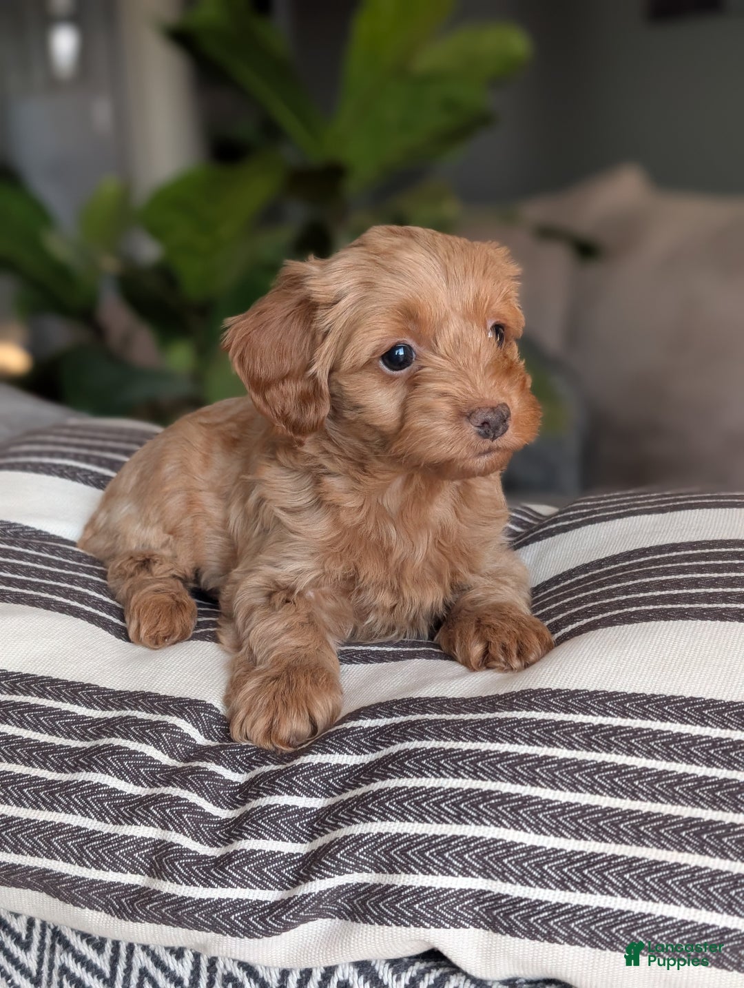 Yorkiepoo dogs for sale: Mallory - Ad 2