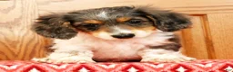Miniature Dachshund dogs for sale: Victor - Ad 3