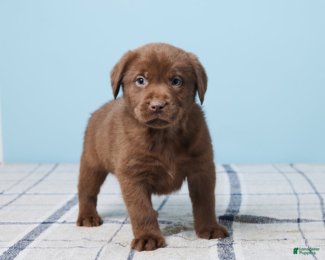 Labrador Retriever dogs for sale: Ronny - Ad 4