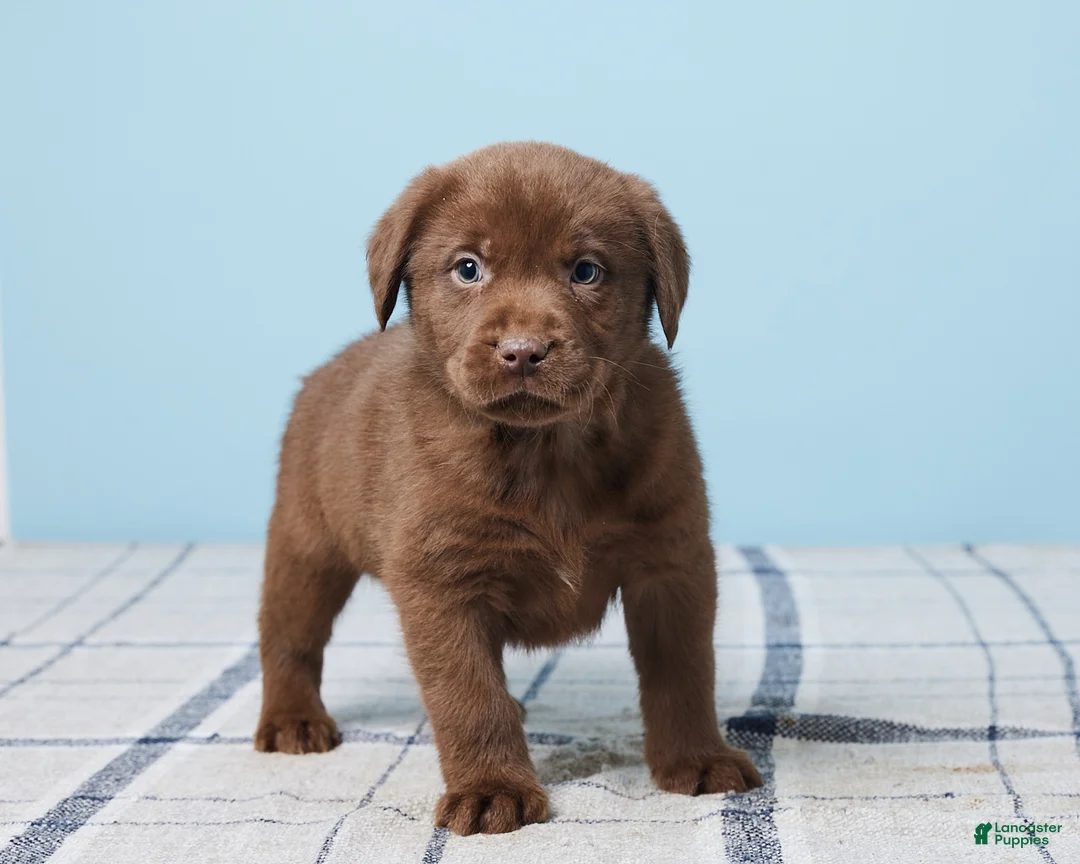 Labrador Retriever dogs for sale: Ronny - Ad 10