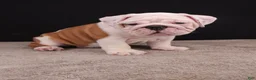 English Bulldog dogs for sale: Hank - Ad 25