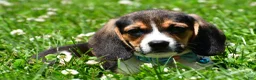 Beagle dogs for sale: Ved - Ad 5