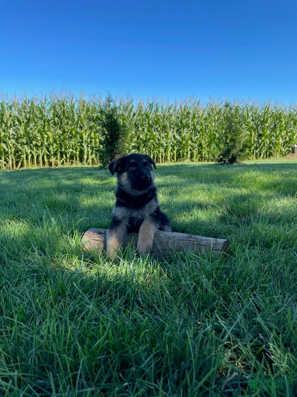 German Shepherd dogs Katrina - Ad 2