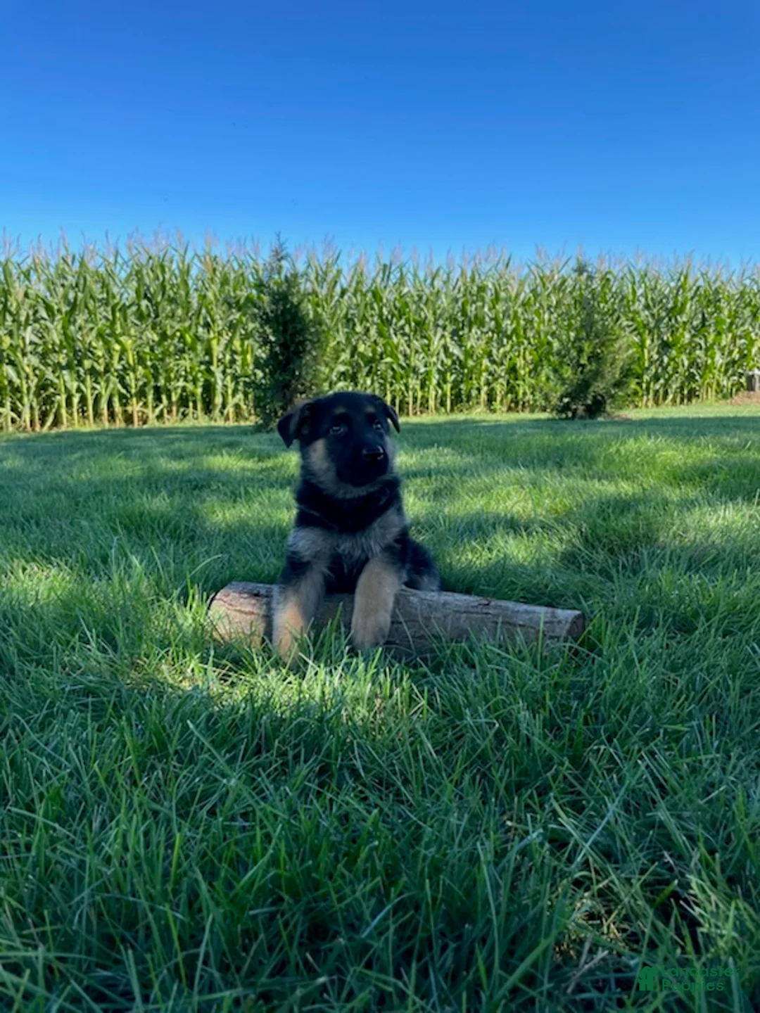 German Shepherd dogs for sale: Katrina - Ad 2