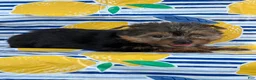Yorkshire Terrier dogs for sale: Nicole Yorkshire Terrier  - Ad 10